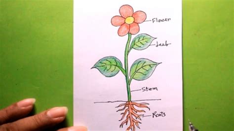 Plant Sketches Easy Drawings plant sketches leaf art plant drawing ...