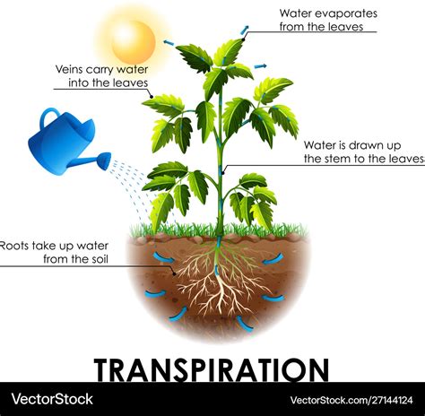 Diagram showing transpiration with plant and water