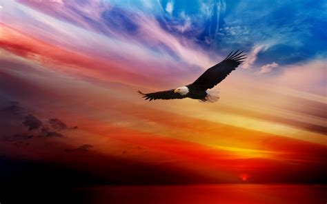 animals, Eagle, Sunset, Bald Eagle, Birds Wallpapers HD / Desktop and ...