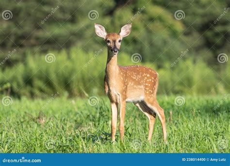 White-Tailed Deer Fawn, Close-Up Looks at Camera Stock Photo - Image of ...