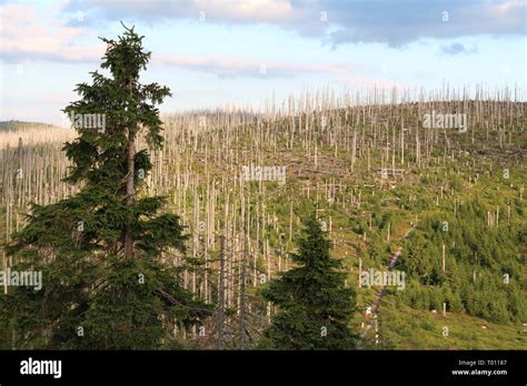 Bavarian Forest National Park Stock Photo - Alamy