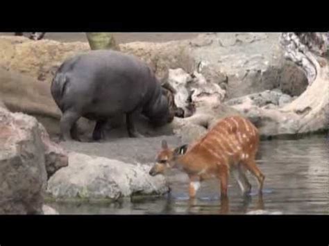 BIOPARC VALENCIA - YouTube | Valencia, Animals