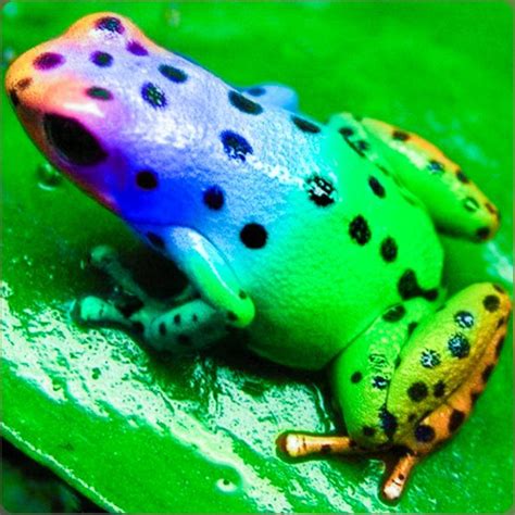 Pin by Bridgette on animal | Frog, Cute frogs, Amphibians