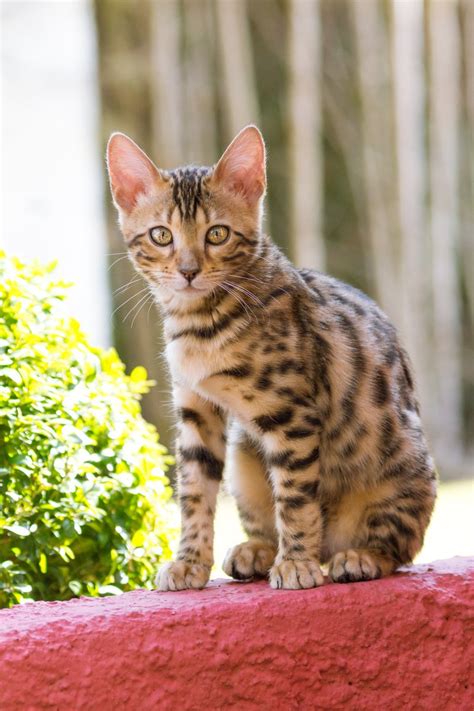 Bengal Kitten on red Wall Free Photo Download | FreeImages