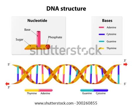 DNA Structure Nucleotide Phosphate Sugar Bases Stock Illustration 300260855 - Shutterstock