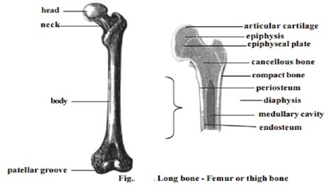 Describe the Structure of a Typical Long Bone - FelicitykruwBender