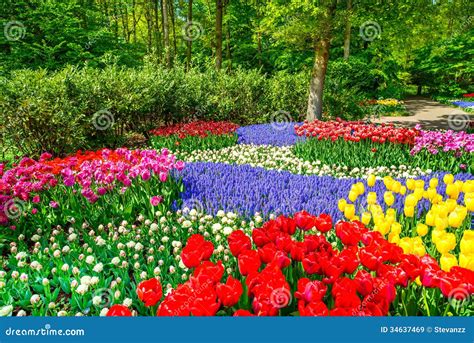 Red Tulip Garden In Spring Background Or Pattern Royalty Free Stock ...