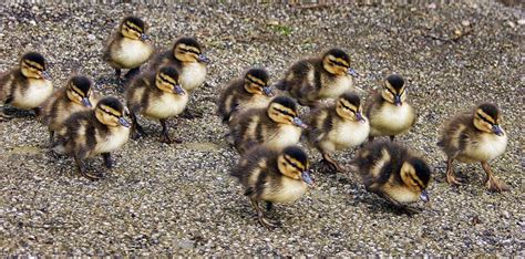 Baby ducks guide – 5 things you must know! - Duck life