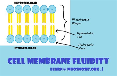 Cell Membrane – Factors that affect cell membrane fluidity – Copyright ...