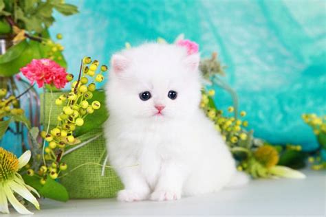 White Persian Kittens For Sale | White fluffy kittens, Fluffy kittens, Persian kittens