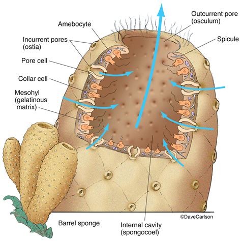 Phylum Porifera Diagram