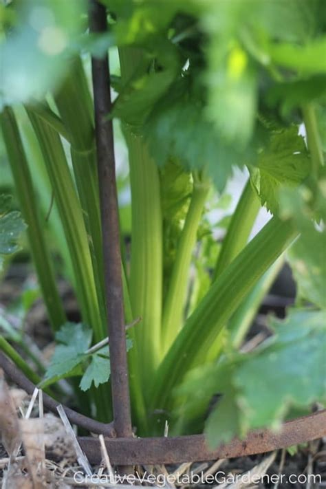 Creative Vegetable Gardener:Unusual Vegetables to Grow in Your Garden This Year - Creative ...