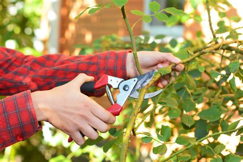 Fall Rose Care - How To Prepare Rose Bushes For Winter