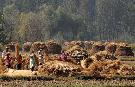 In Pictures: Kashmir’s Paddy Harvesting | Kashmir Life