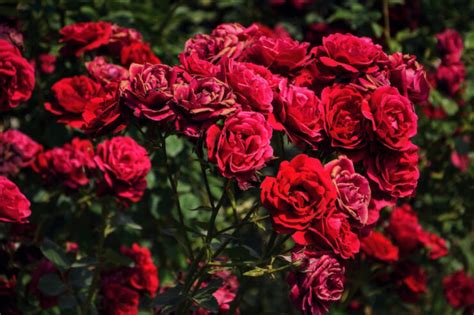 Rose Flower Meaning In Arabic | Best Flower Site