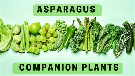 👍Best Asparagus Companion Plants - What To Plant