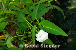 Swamp Cabbage, Ung-choi, Ipomoea aquatica