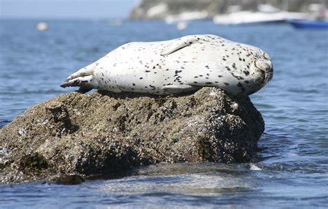 California - Wildlife | Bureau of Land Management