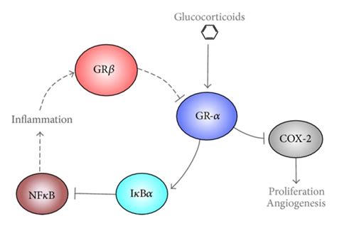 Glucocorticoids suppress inflammation. Glucocorticoids bind and... | Download Scientific Diagram