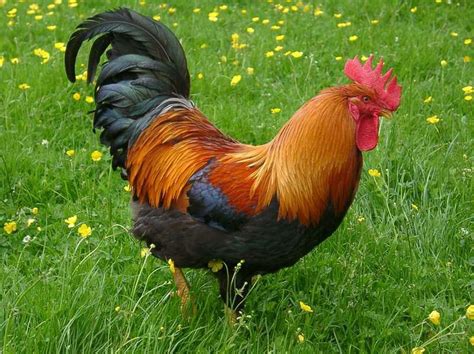 Beautiful Welsummer Rooster! | Chickens backyard, Rooster breeds, Rooster