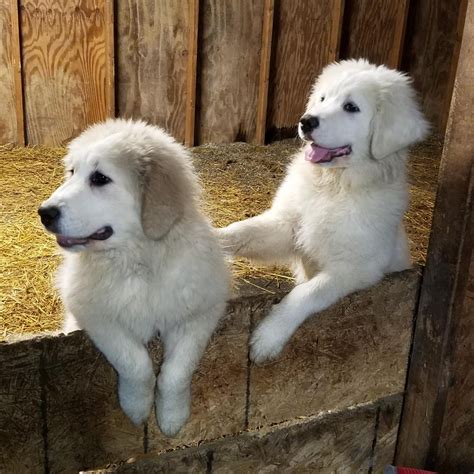 Great Pyrenees Puppies For Sale | Mount Orab, OH #295010