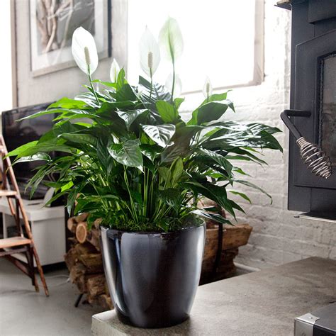 10 Best Low Light Plants For Office That Are Also Low Maintenance - My City Plants