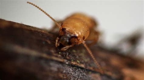 All-female termite societies exist in Japan. Where do I sign up? | Mashable