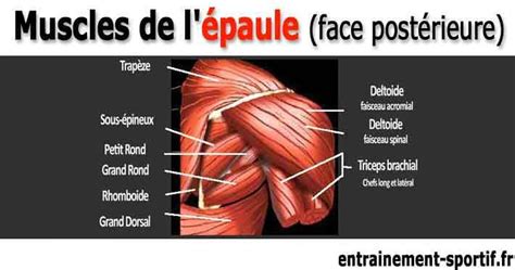 the muscles are labeled in french, and there is no image on this page to describe