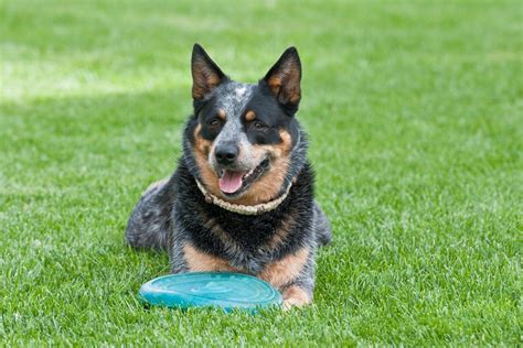 Blue Heeler Socialization Training - Doglopedix