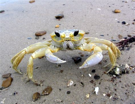 Atlantic Ghost Crab (MatBio: CRABS, SHRIMPS, JELLYFISH, SEA STARS ...