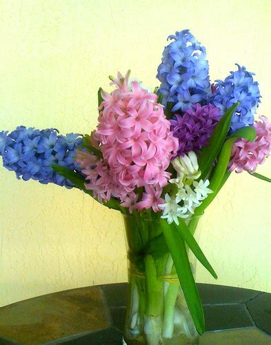 Spring Hyacinth Bouquet B | Naomi King | Flickr