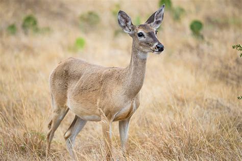 1,700+ Whitetail Doe Stock Photos, Pictures & Royalty-Free Images - iStock