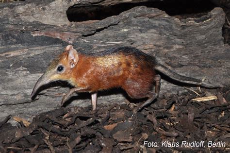 Boni Giant Sengi (Elephant Shrew) | Bizarre animals, Mammals, Unusual animals