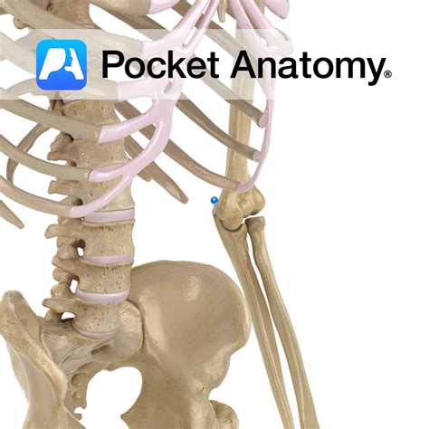 Ulna - olecranon - Pocket Anatomy