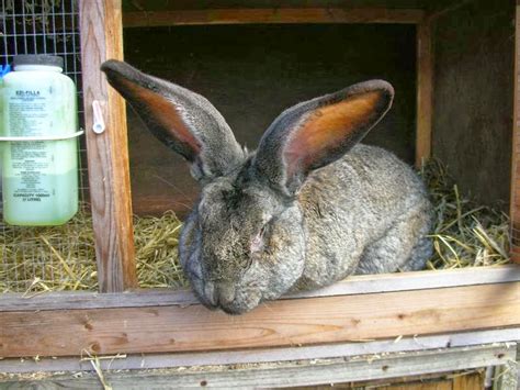 Continental Giant Rabbit: Facts, Temperament, Care, with Pictures