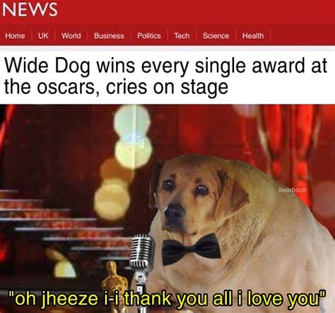 Wide Dog Sweeps the Oscars | Wide Dog | Know Your Meme