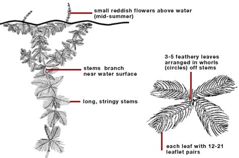 Aquatic Invasive Species - Oxbow Lake Association