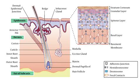 Dermal Fibroblast Cells: Biology and Function in Skin Regeneration | Journal of Skin and Stem ...