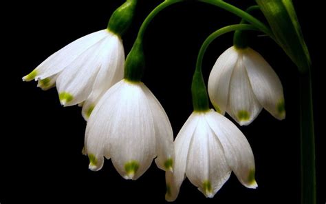 Spring Flowers - Snowdrops | Hd Desktop Wallpaper