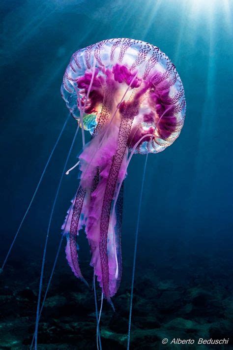 Mesmerizing Jellyfish: Discover the Beauty of the Ocean