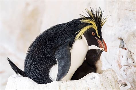 Eleven Adorable Fluffy Rockhopper Penguin Chicks Squeak With Excitement As Their Lunch ...