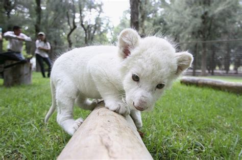 White Lion Cub - Teh Cute