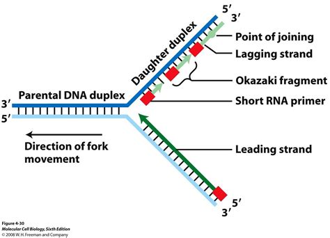 Similiar Replication Fork Diagram Keywords | Dna helicase, Dna repair, Dna