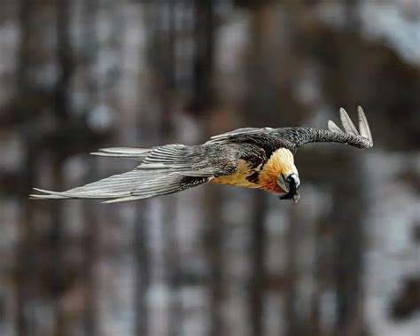 Bearded Vulture - Facts, Diet, Habitat & Pictures on Animalia.bio