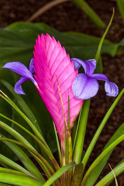 Bromeliads – Artofit