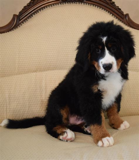 Bernese Mountain Dog Puppies For Sale | Burnsville, NC #325505