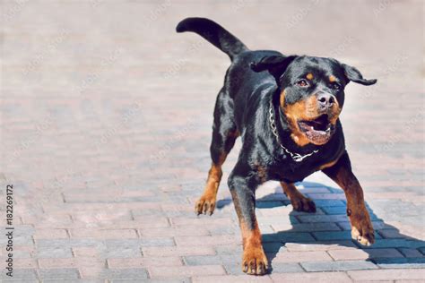 Foto Stock Angry rottweiler dog barking. Dog is protecting its ...