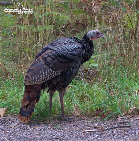 Wild Turkey 1 | Wild turkey, Animals, Wild