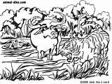 Water Buffalo Coloring Page  Nation sketch template