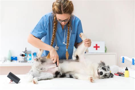 Flea Prevention and Treatment for Dogs | AdeoPets.com